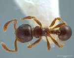 Pristomyrmex levigatus Emery, 1897 dorsal