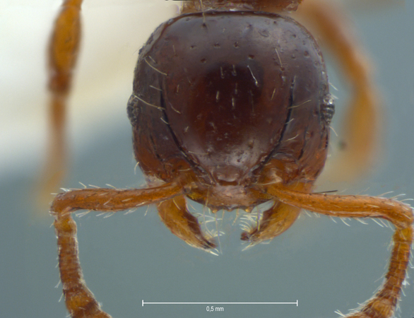 Pristomyrmex levigatus Emery, 1897 frontal