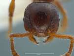 Pristomyrmex levigatus Emery, 1897 frontal