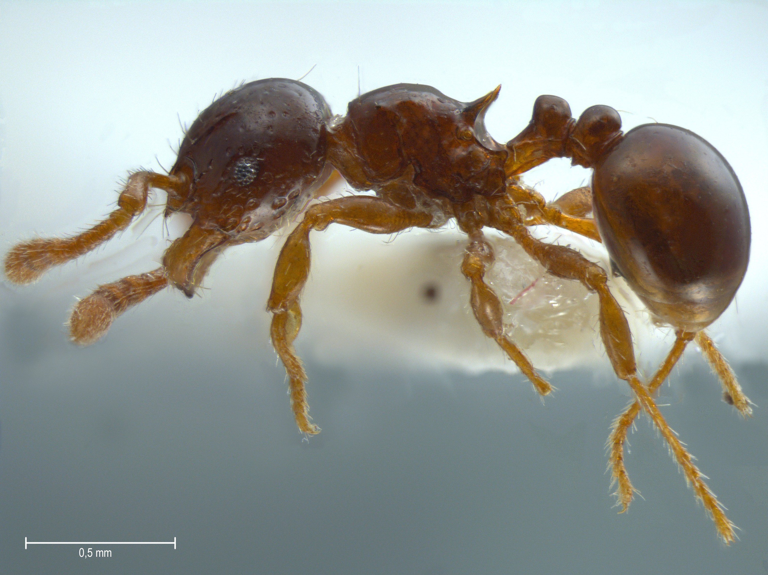 Foto Pristomyrmex levigatus Emery, 1897 lateral