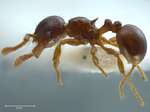 Pristomyrmex levigatus Emery, 1897 lateral