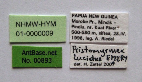 Pristomyrmex lucidus Emery, 1897 Label