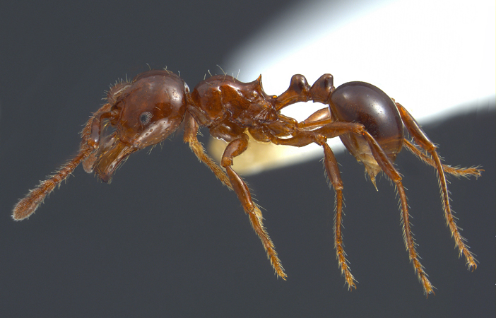 Pristomyrmex lucidus Emery, 1897 lateral