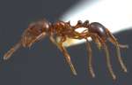 Pristomyrmex lucidus Emery, 1897 lateral