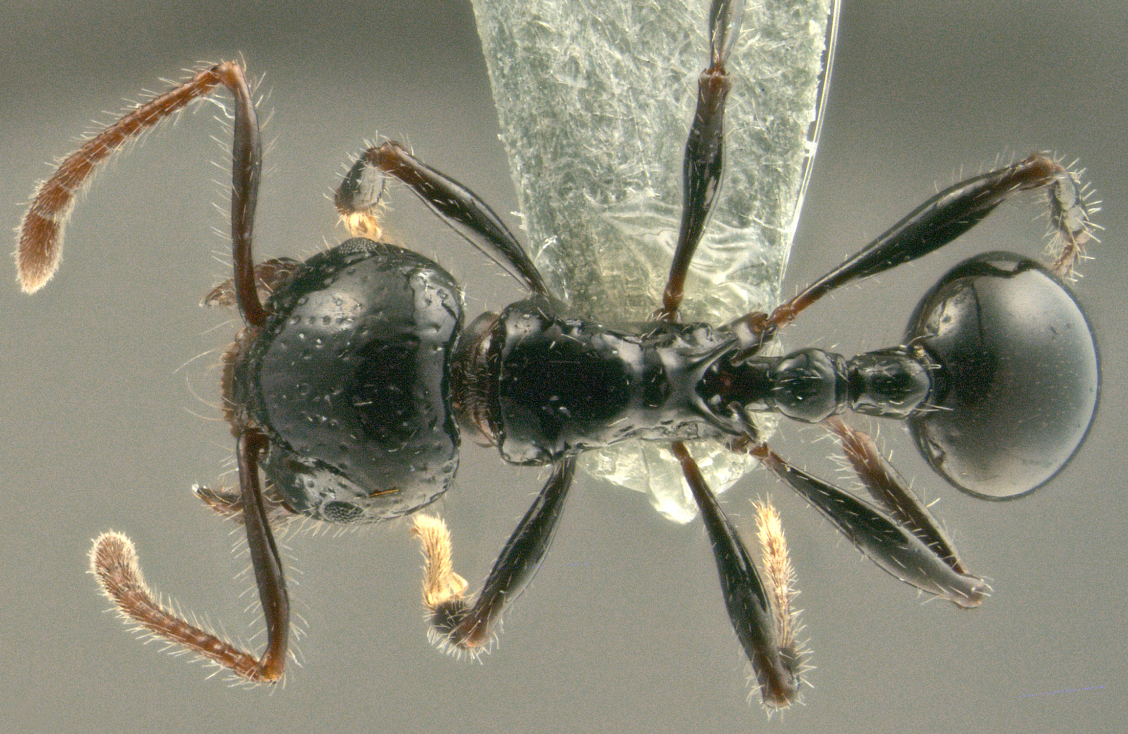 Foto Pristomyrmex pangantihoni Zettel & Laciny, 2015 dorsal