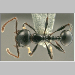 Pristomyrmex pangantihoni Zettel & Laciny, 2015 dorsal