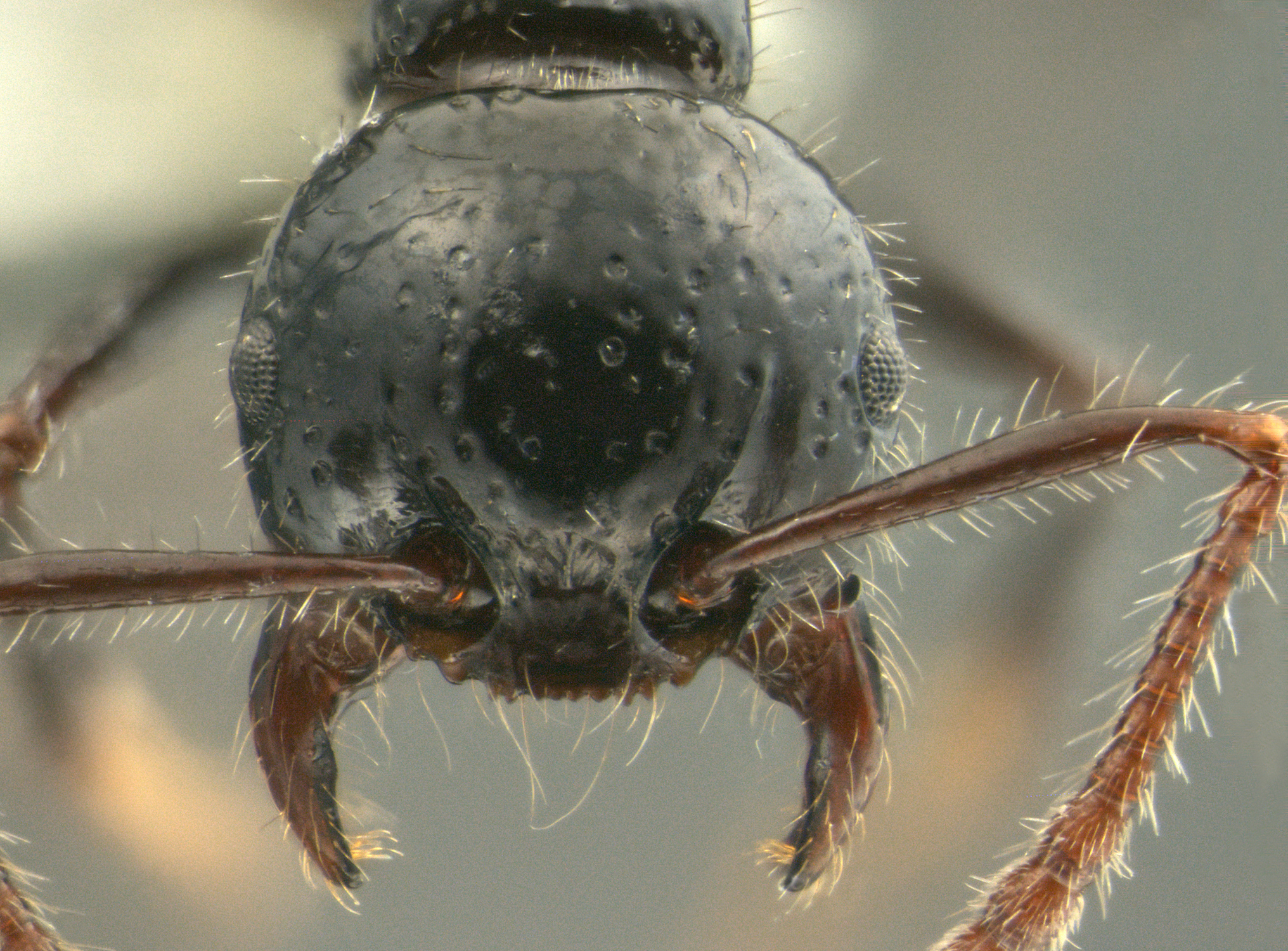 Foto Pristomyrmex pangantihoni Zettel & Laciny, 2015 frontal