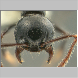 Pristomyrmex pangantihoni Zettel & Laciny, 2015 frontal