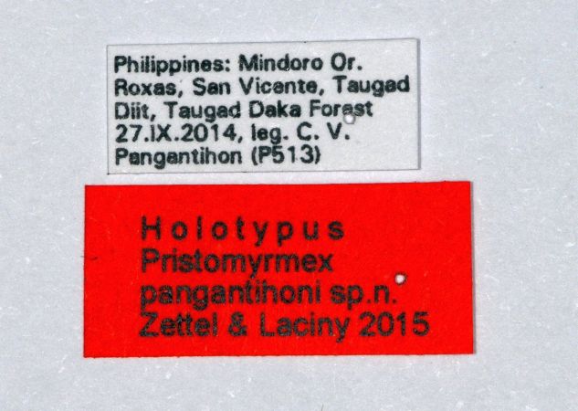 Pristomyrmex pangantihoni Zettel & Laciny, 2015 Label