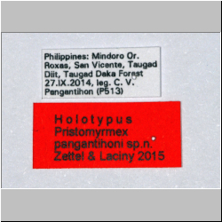 Pristomyrmex pangantihoni Zettel & Laciny, 2015 Label