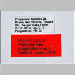 Pristomyrmex pangantihoni Zettel & Laciny, 2015 Label