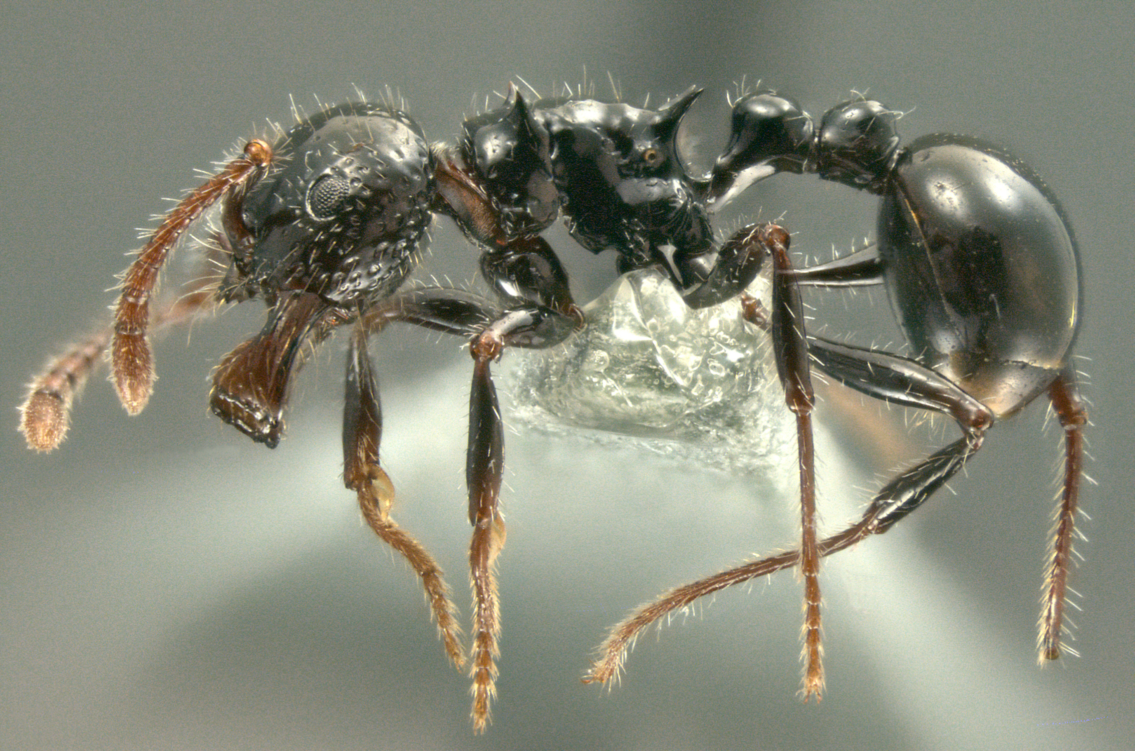 Foto Pristomyrmex pangantihoni Zettel & Laciny, 2015 lateral