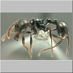 Pristomyrmex pangantihoni Zettel & Laciny, 2015 lateral