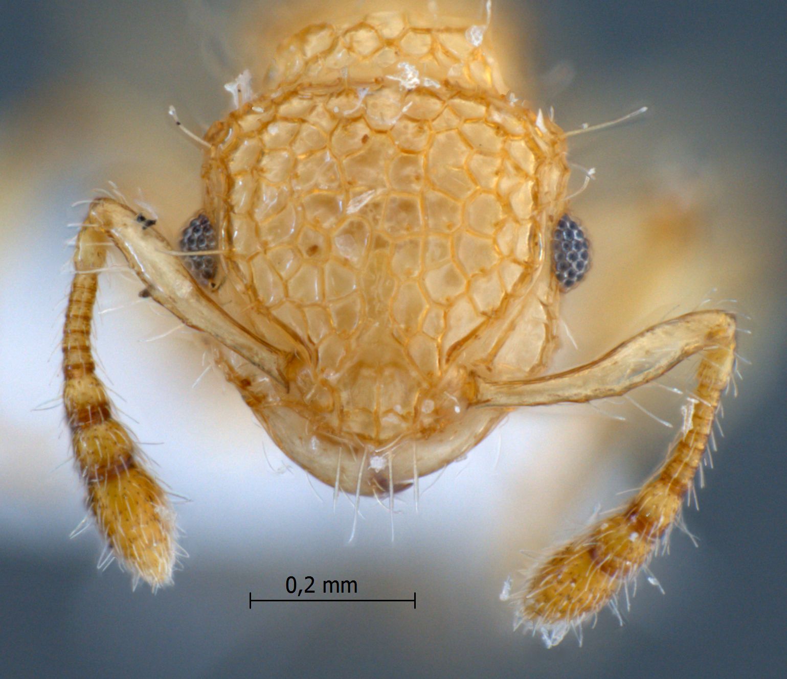 Foto Pristomyrmex profundus frontal