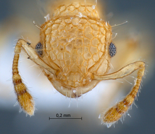 Pristomyrmex profundus frontal