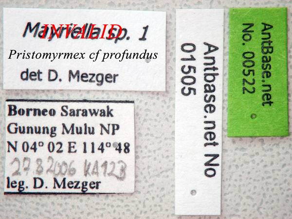 Foto Pristomyrmex profundus Label