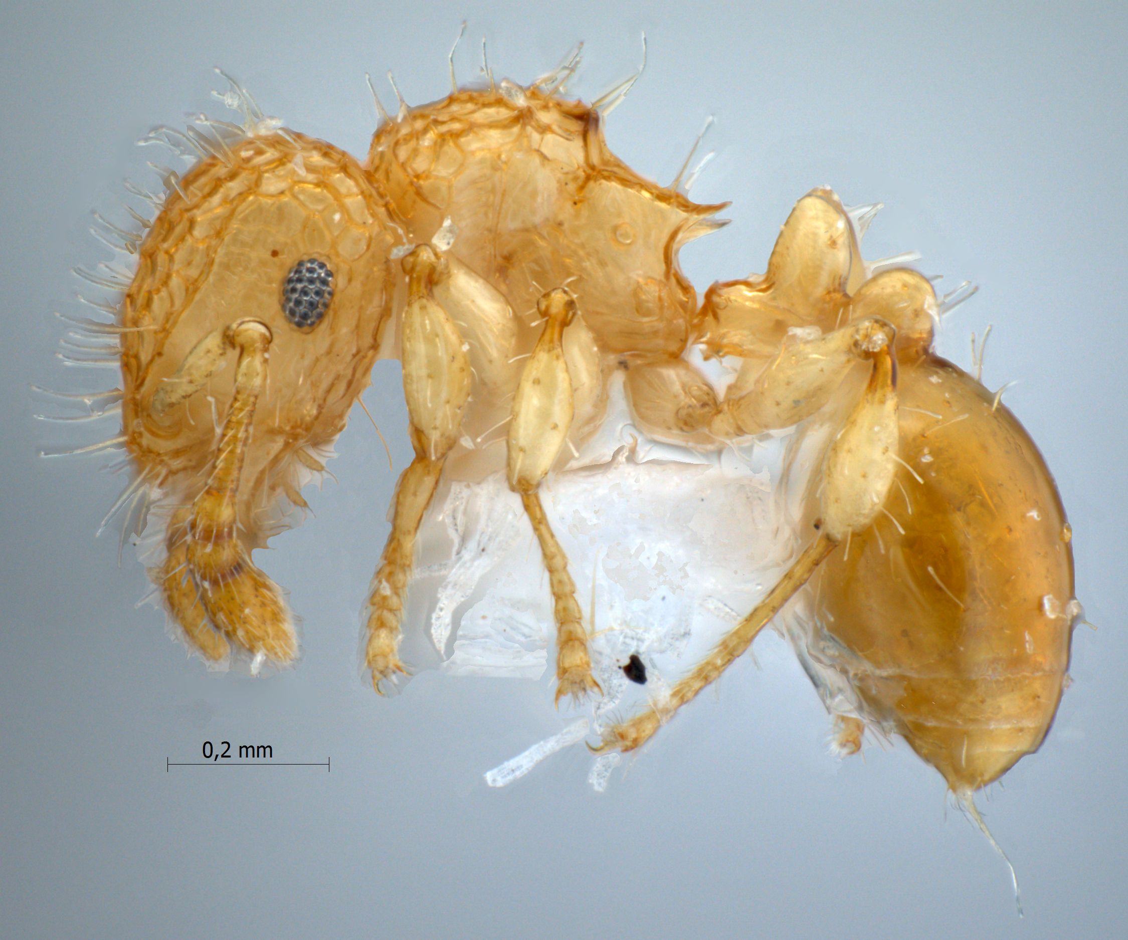 Foto Pristomyrmex profundus lateral