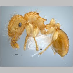 Pristomyrmex profundus lateral