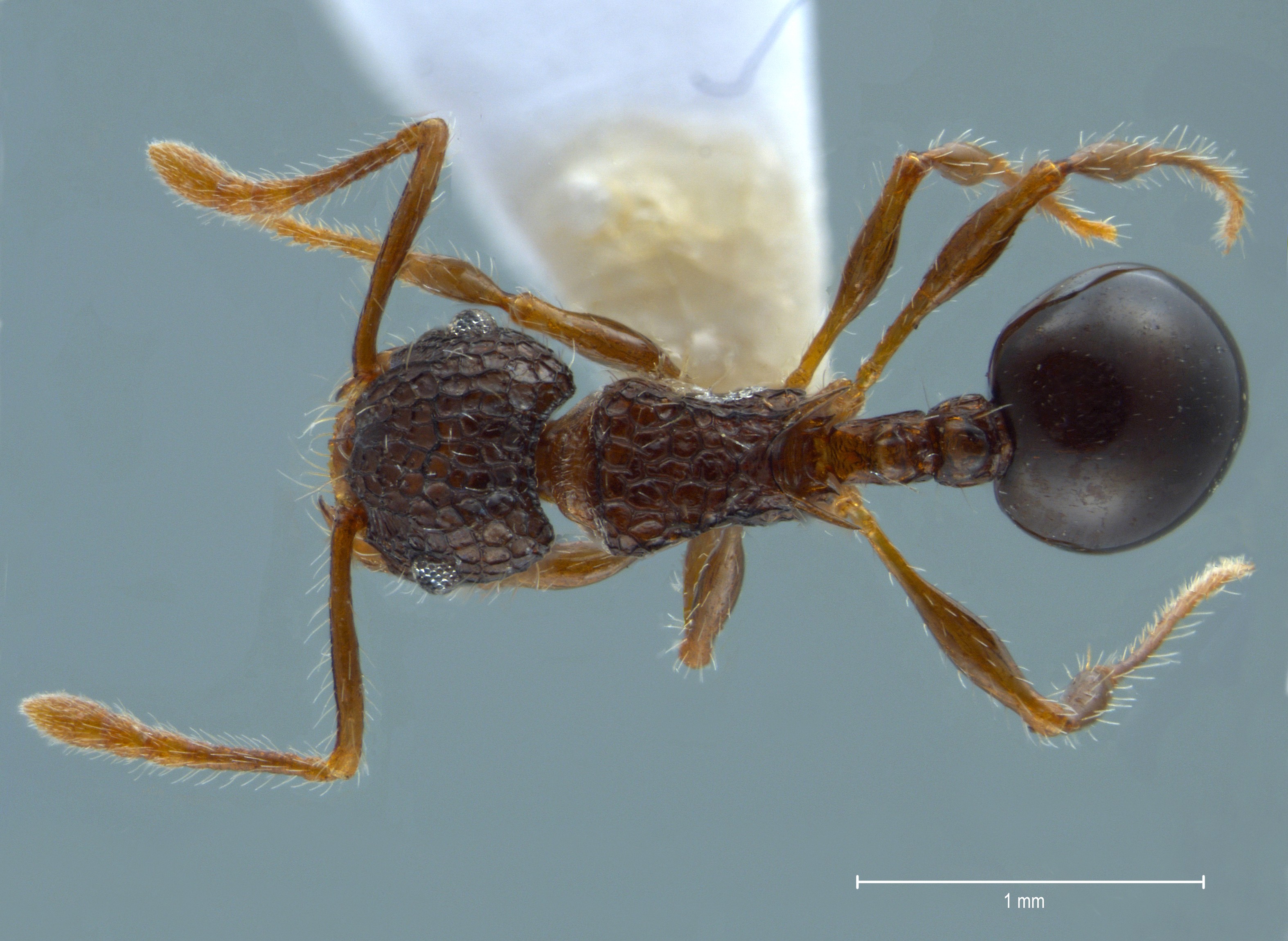 Foto Pristomyrmex punctatus Smith, 1860 dorsal