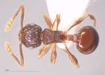 Pristomyrmex punctatus Smith, 1860 dorsal