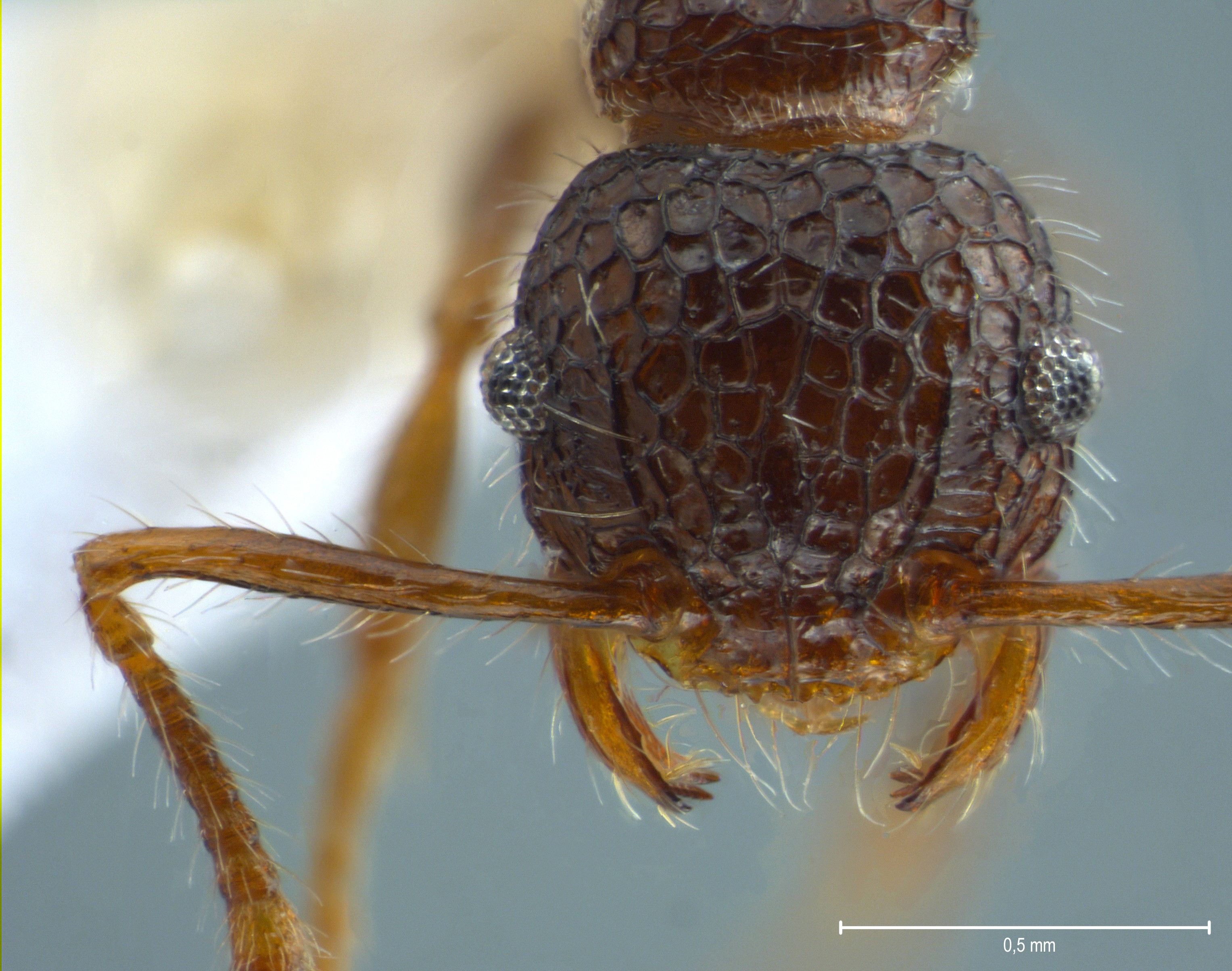 Foto Pristomyrmex punctatus Smith, 1860 frontal