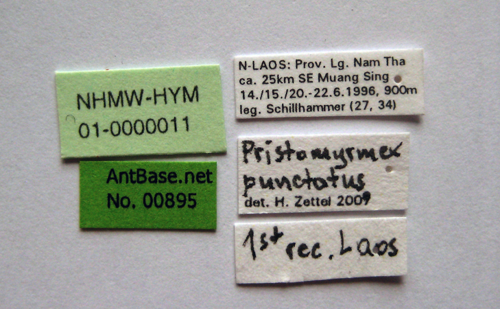 Foto Pristomyrmex punctatus Smith, 1860 Label