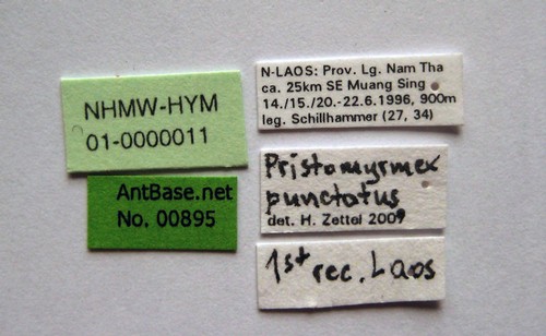 Pristomyrmex punctatus Smith, 1860 Label