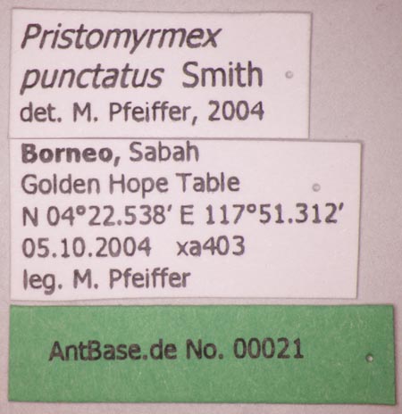 Foto Pristomyrmex punctatus Smith, 1860 Label