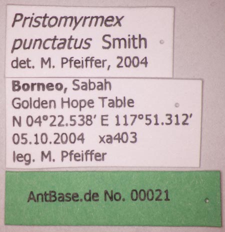 Pristomyrmex punctatus Smith, 1860 Label