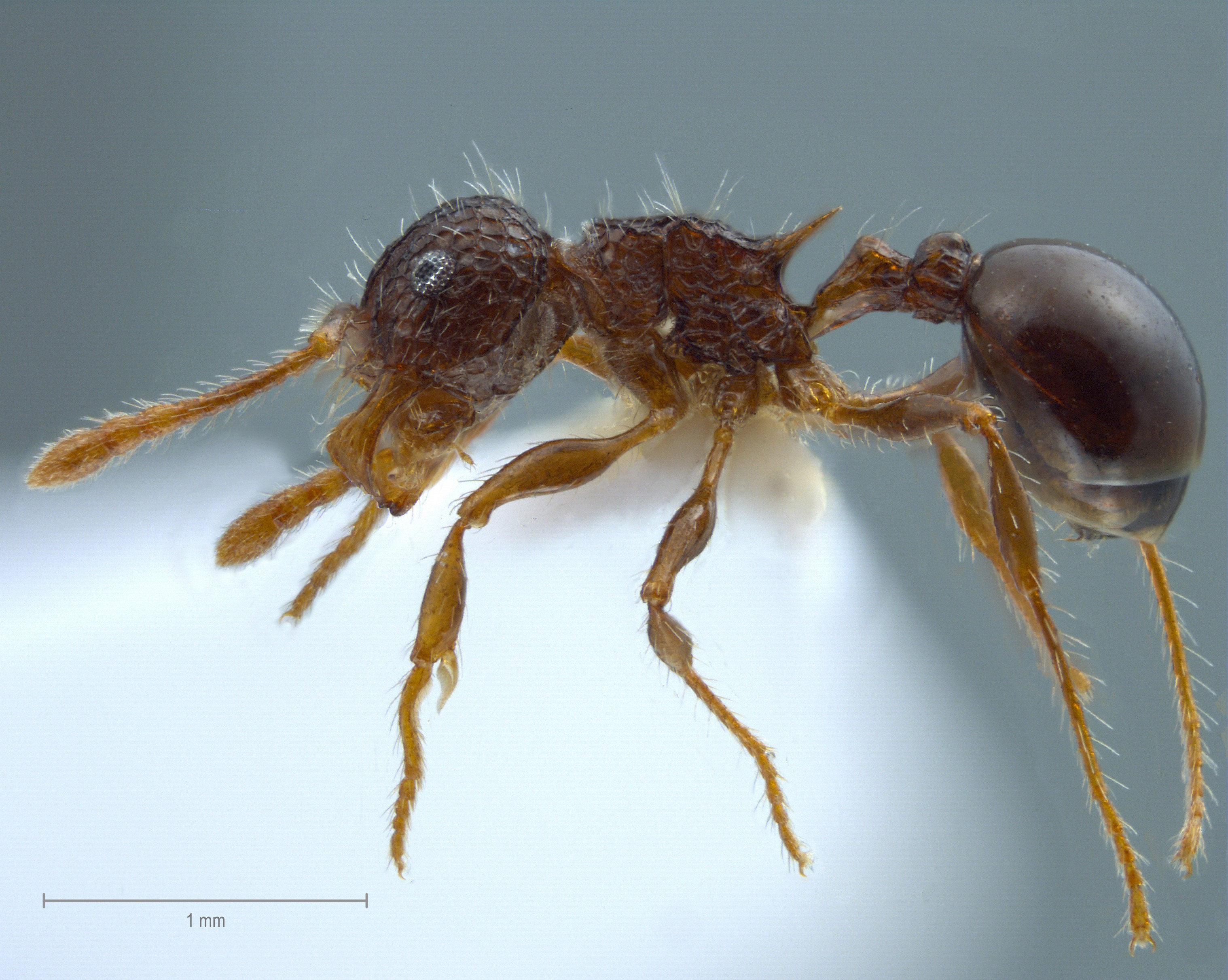 Foto Pristomyrmex punctatus Smith, 1860 lateral