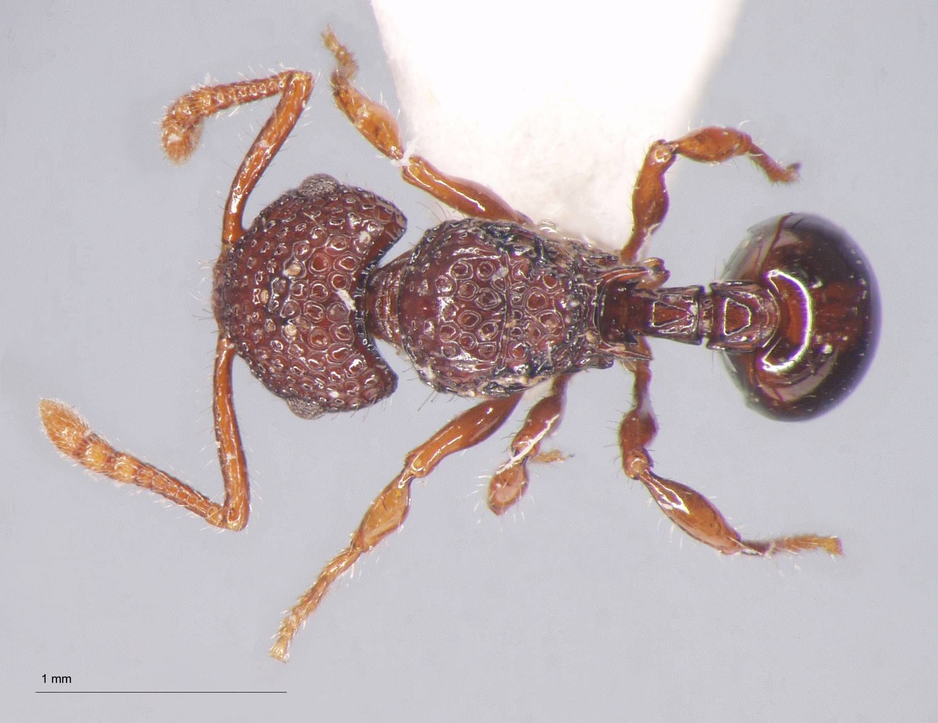 Foto Pristomyrmex rigidus Wang, 2003 dorsal