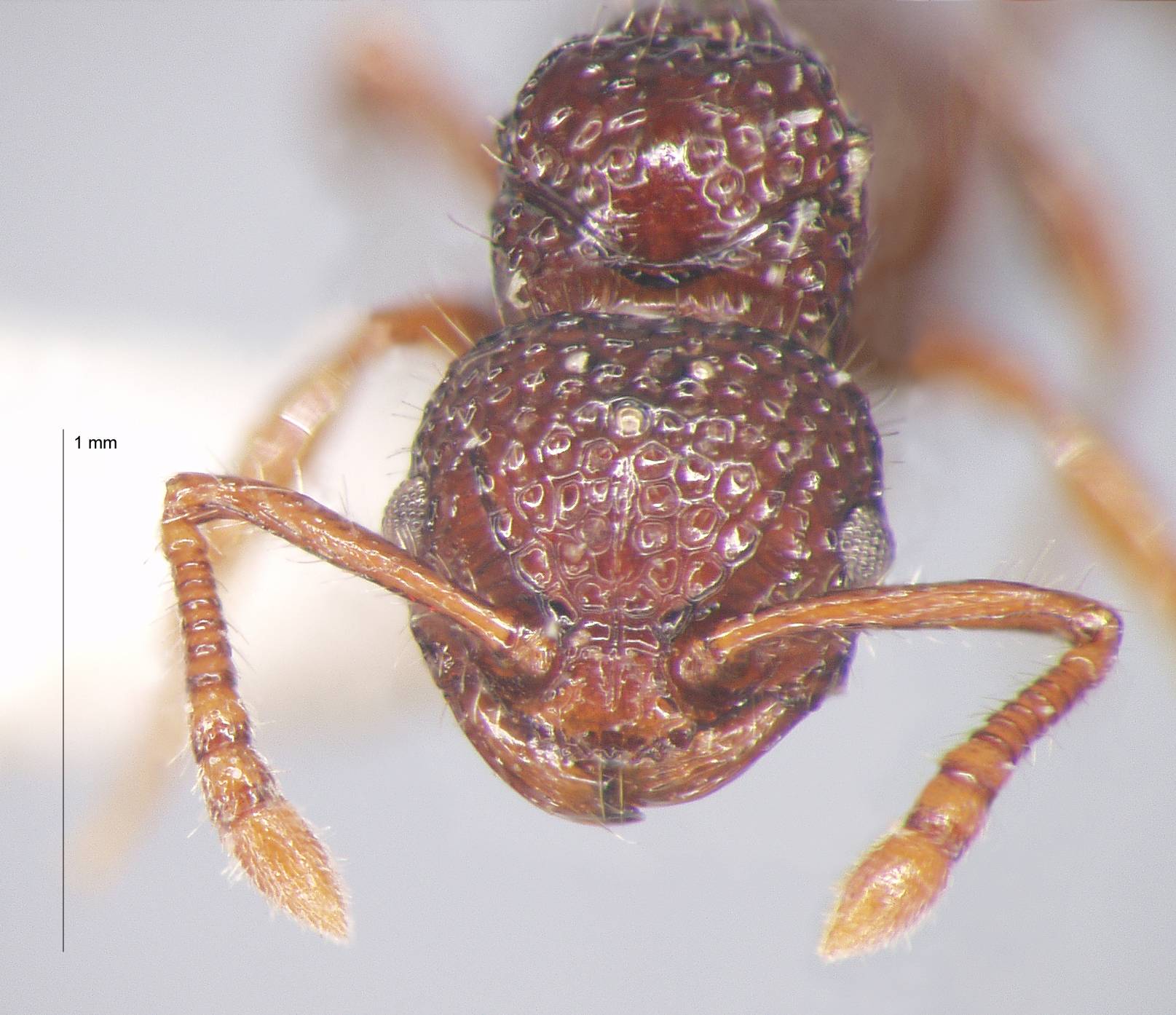 Foto Pristomyrmex rigidus Wang, 2003 frontal