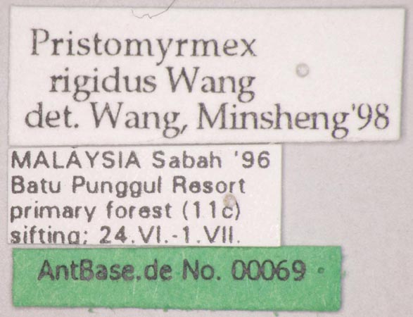 Foto Pristomyrmex rigidus Wang, 2003 Label