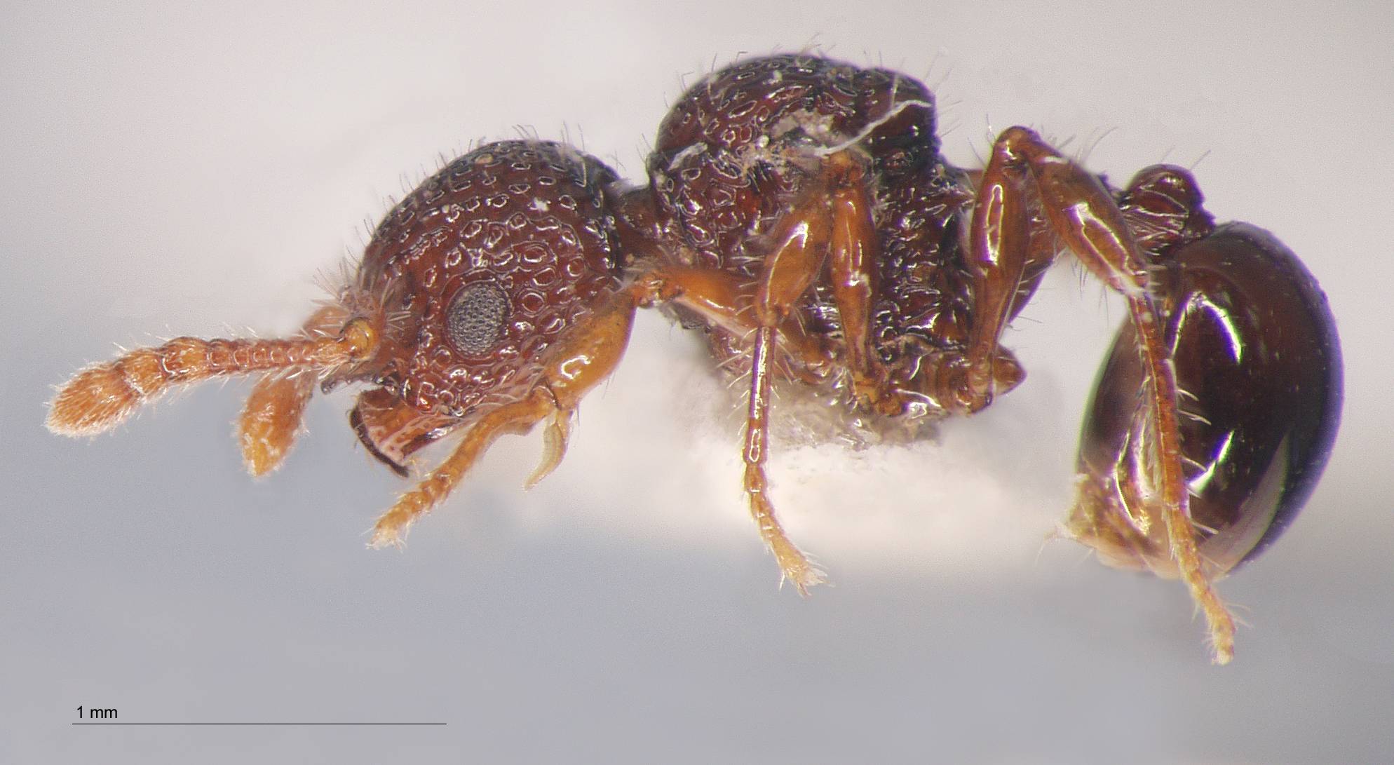 Foto Pristomyrmex rigidus Wang, 2003 lateral