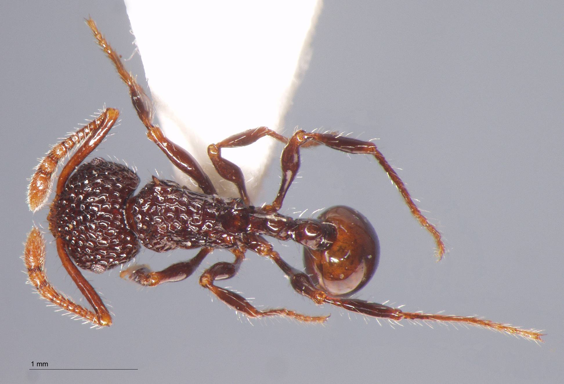 Foto Pristomyrmex sulcatus Emery, 1895 dorsal