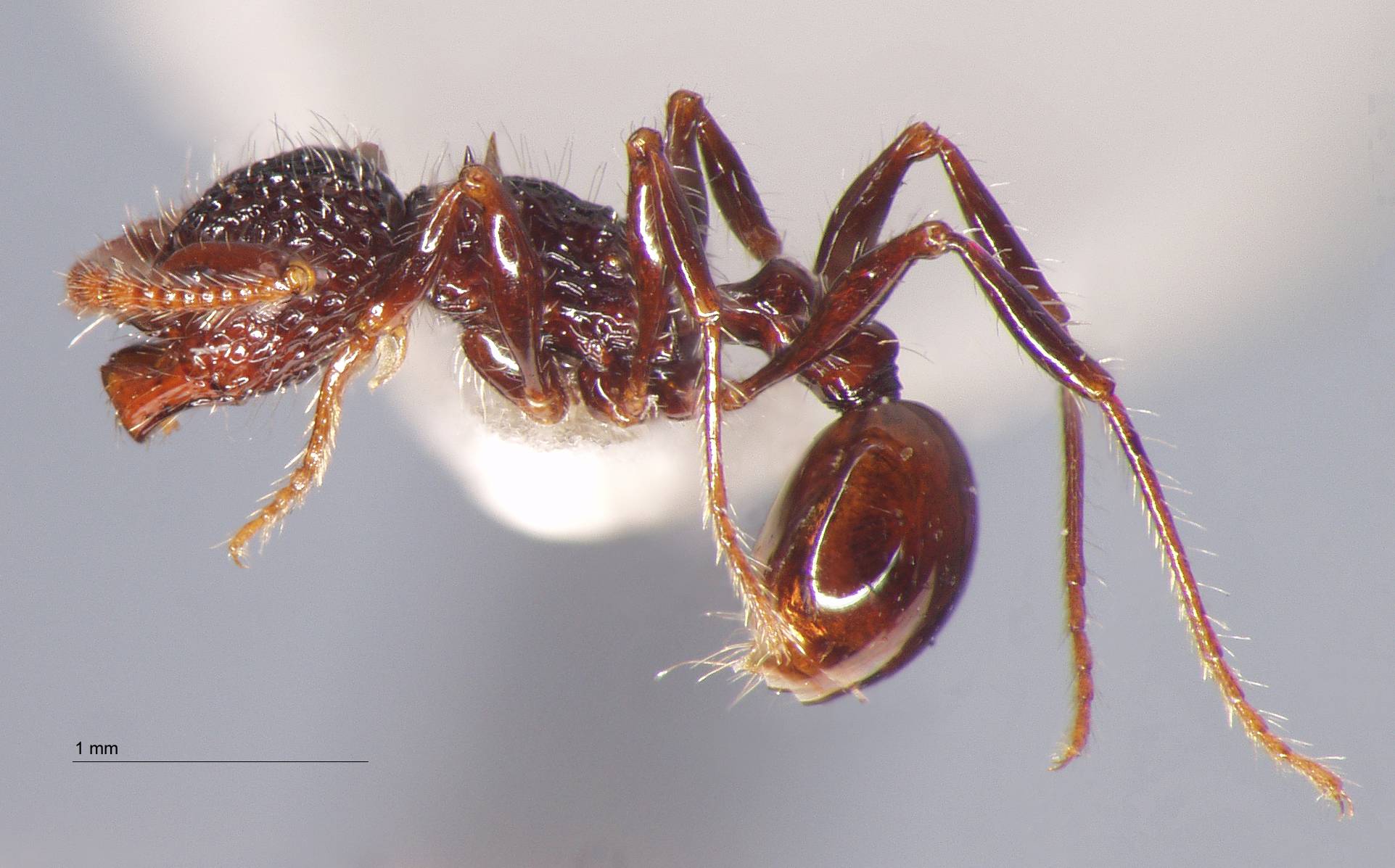 Foto Pristomyrmex sulcatus Emery, 1895 lateral