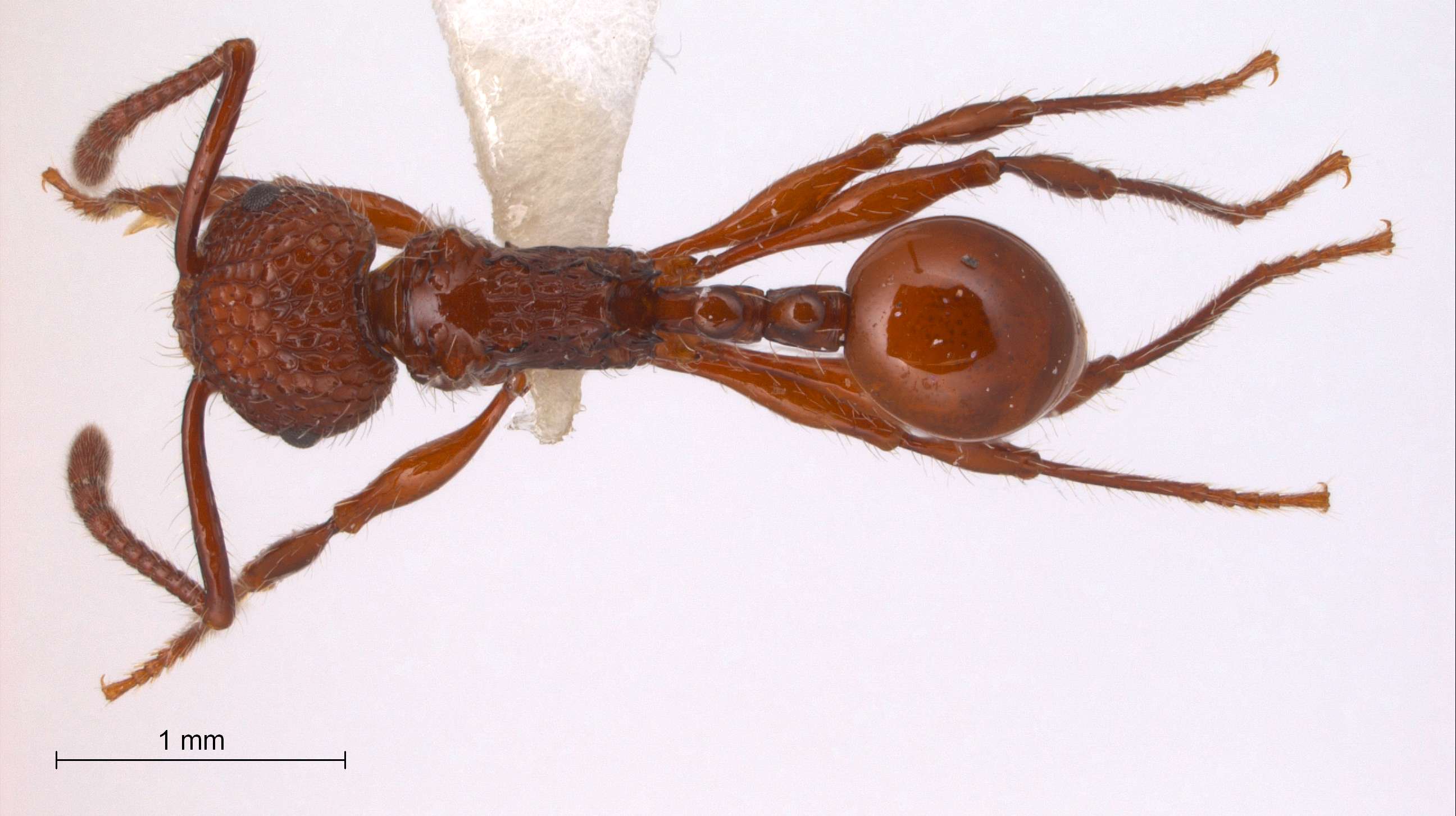 Foto Pristomyrmex trachylissus Smith,1858 dorsal