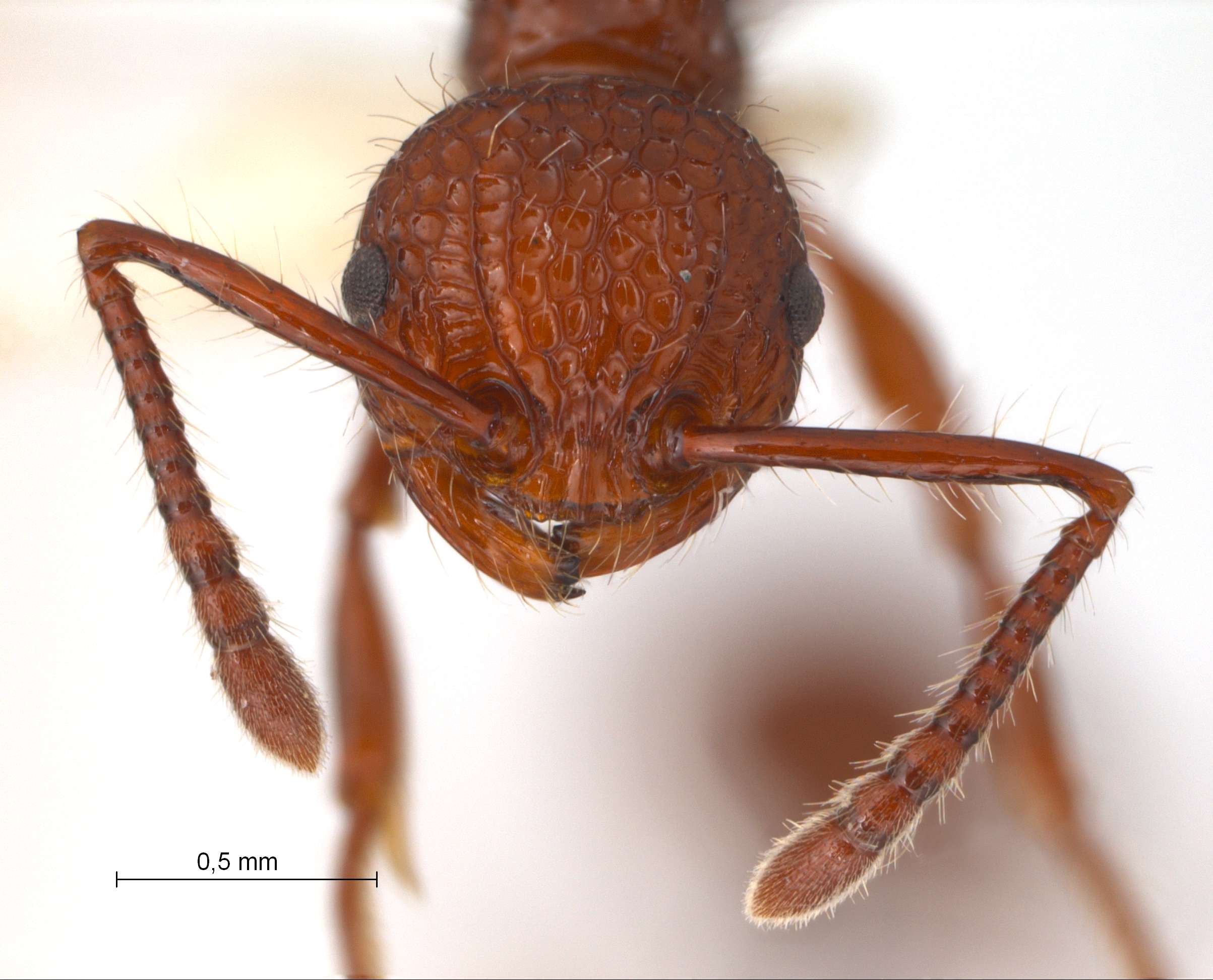 Foto Pristomyrmex trachylissus Smith,1858 frontal