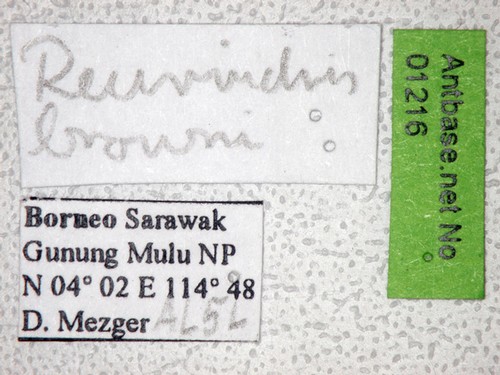 Recurvidris browni Bolton,1992 Label