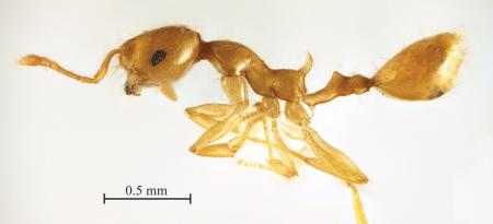 Recurvidris browni Bolton,1992 lateral