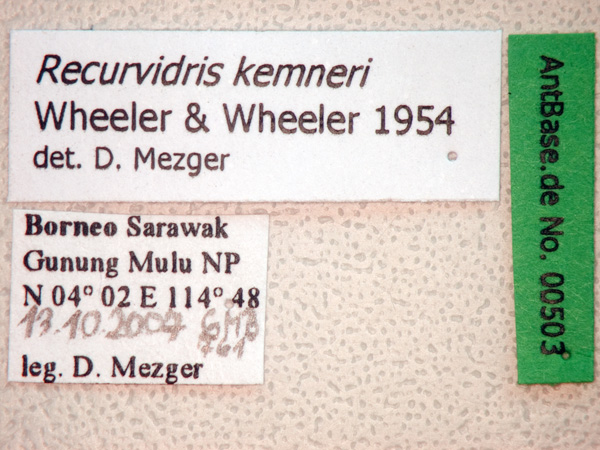 Foto Recurvidris kemneri Wheeler & Wheeler, 1954 Label