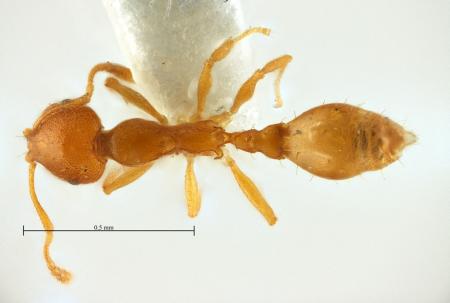 Recurvidris recurvispinosa Forel, 1890 dorsal