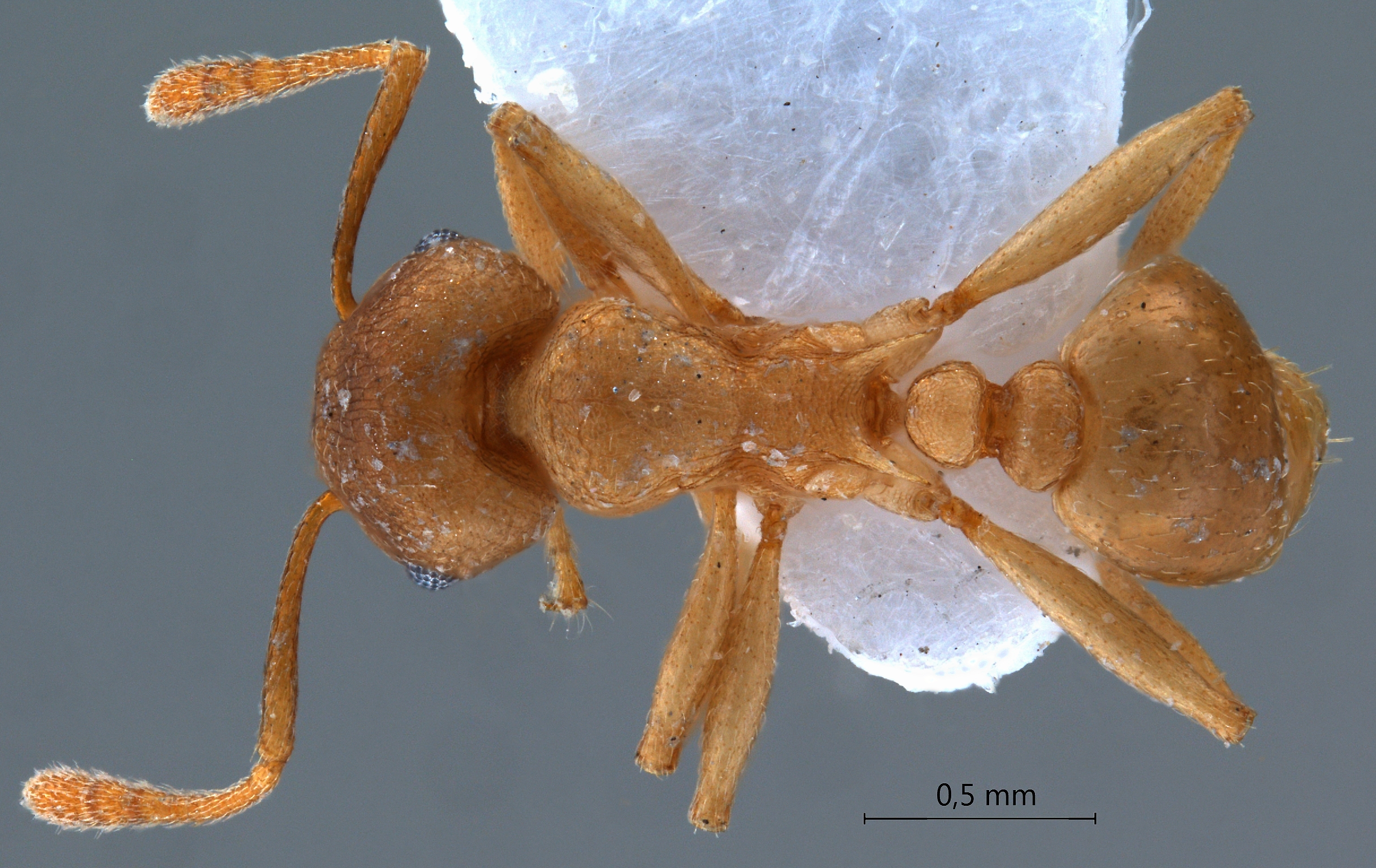 Foto Rhoptromyrmex wroughtonii Forel,1902 dorsal