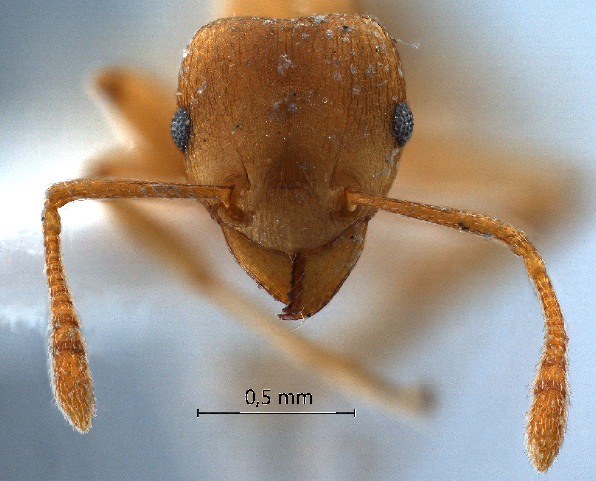 Foto Rhoptromyrmex wroughtonii Forel,1902 frontal