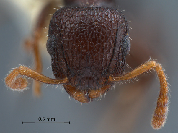 Romblonella opaca Smith, 1861 frontal