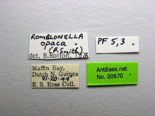 Romblonella opaca Smith, 1861 Label