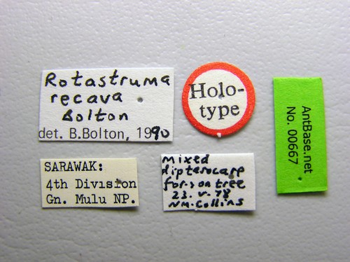 Rotastruma recava Bolton, 1991 Label