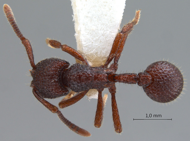 Secostruma lethifera Bolton, 1988 dorsal