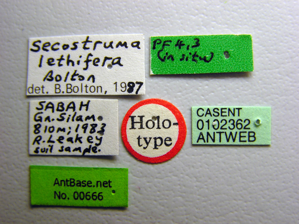 Foto Secostruma lethifera Bolton, 1988 Label