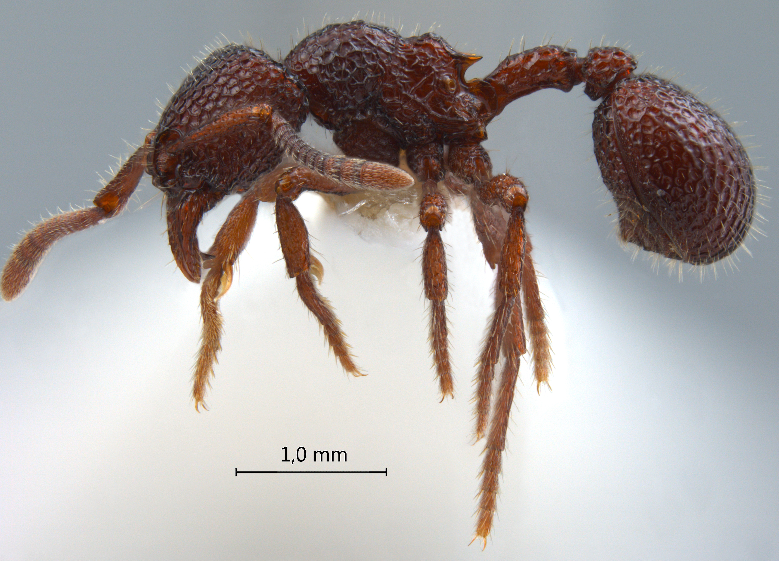 Foto Secostruma lethifera Bolton, 1988 lateral